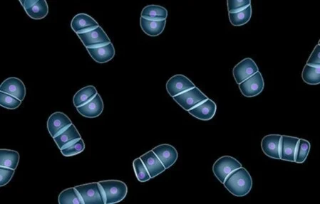 Effekt auf das Immunsystem
