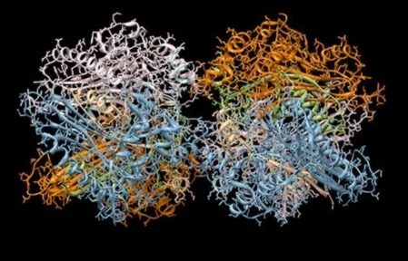 Effekt auf das Immunsystem