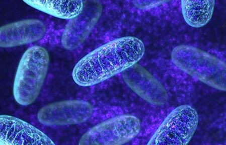 erhöhter Metabolismus