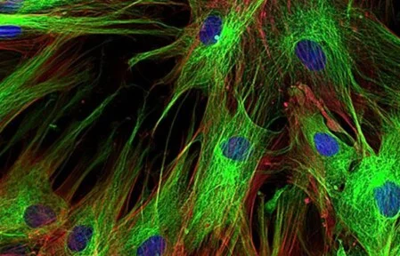 Effekt auf das Immunsystem